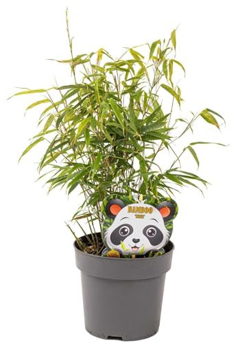 Schirmbambus Fargesia rufa in extrastarker Solitärqualität! Für Garten, Kübel, Trog, Beet & Terrasse; Bambus als Sichtschutz, Bambushecke in der modernen Gartengestaltung (5 Stk, Midiballen)