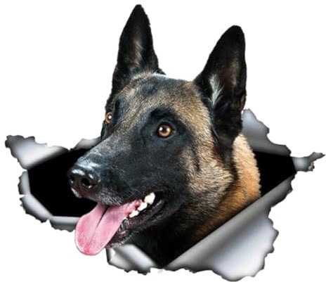 Autoaufkleber Belgische Malinois Autoaufkleber 15cm(5.9 Inch)3D Zerrissen Aufkleber Laptop-Aufkleber Wasserdichte Belgische Schäferhund Haustier Hund Aufkleber Reflektierende