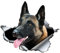 Autoaufkleber Belgische Malinois Autoaufkleber 15cm(5.9 Inch)3D Zerrissen Aufkleber Laptop-Aufkleber Wasserdichte Belgische Schäferhund Haustier Hund Aufkleber Reflektierende