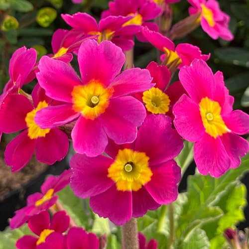 Primula Oakleaf Magenta – Hardy Perennial Plant for Gardens and Patios – Striking Magenta Flowers – Ideal for Borders and Containers – Outdoor Flowering Plant in Pot (9cm Pot, 10-20cm)