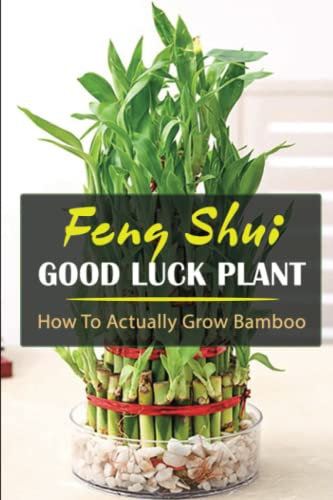 Feng Shui Good Luck Plant: How To Actually Grow Bamboo
