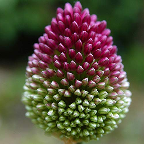 Portal Cool 50 Allium sphaerocephalon Trommelstock Stauden s-Garten nzwiebeln