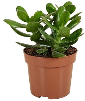 Bloomique - Crassula Ovata Albero Magico - Pianta di Giada - Piante da Appartamento - Pianta Grassa - Succulente - Molto Facile da Curare - Altezza 15-20 cm - Vaso 12 cm
