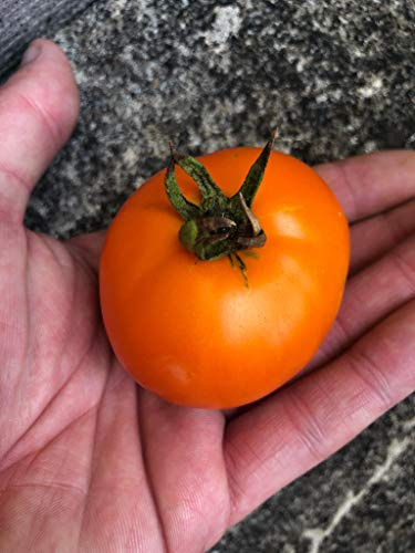 Tomate 'Hurma' 10 Samen *Russische Fleischtomate*