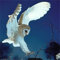 Heye 29467 - Quadratische Puzzles 1000 Teile Barn Owl, Kim Taylor