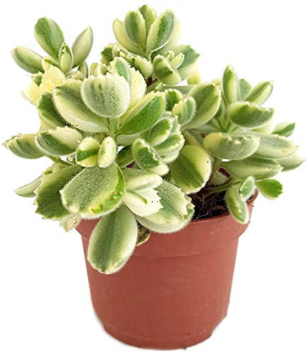 Fangblatt - Cotyledon ladismithiensis variegata - besondere Art des Dickblattgewächses - exotische Zimmerpflanze und pflegeleichte Sukkulente