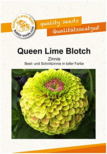 Blumensamen Queen Lime Blotch Zinnie Portion