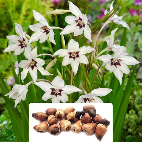 15 Acidanthera Peacock Orchids – Stunning & Fragrant Flowers Perfect for Your Garden – Ideal for UK Climate Conditions