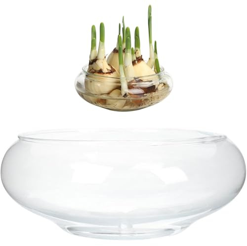 Pastoralist Plantera de Loto de Loto, Cuenco de Flores de de 6 Pulgadas, Lirio de Agua Transparente, Vidrio Decorativo para Flores suculenta Planta hidropónica de Peces decoración del hogar