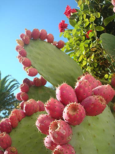 Kaktusfeige, Feigenkaktus, Opuntia Ficus-Indica, 20 Samen