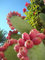 Kaktusfeige, Feigenkaktus, Opuntia Ficus-Indica, 20 Samen