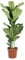 Plant in a Box - Ficus Lyrata - Pianta di violino - Vaso 21cm - Altezza 70-90cm