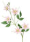 Wilitto Künstliche Blume, künstliche Blume, realistische 5-Köpfe, Clematis, pflegeleichte Kunstblume für Hochzeit, Heimdekoration, Hellrosa