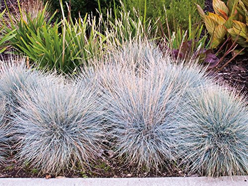 Blauschwingel Elijah Blue Festuca cinerea - winterhart immergrün Bodendecker mehrjährig - Ziergras von Garten Schlüter - Pflanzen in Top Qualität