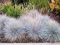 Blauschwingel Elijah Blue Festuca cinerea - winterhart immergrün Bodendecker mehrjährig - Ziergras von Garten Schlüter - Pflanzen in Top Qualität