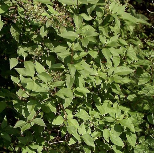 Hochstamm Ungarischer Flieder Holger 80-100cm - Syringa josikaea