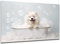 DARO Design - Toiletten-Bild auf 6mm HDF 40x30 cm Hunde-Welpe Samojede in der Badewanne - Wand-Deko Bilder Lustiges Geschenk