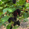 100 piezas semillas de morera, fruta columnar, regalos, árbol frutal Semillas de morera, moras, árboles frutales, regalos fruta columnar, jardín decorativo semillas de plantas, regalo