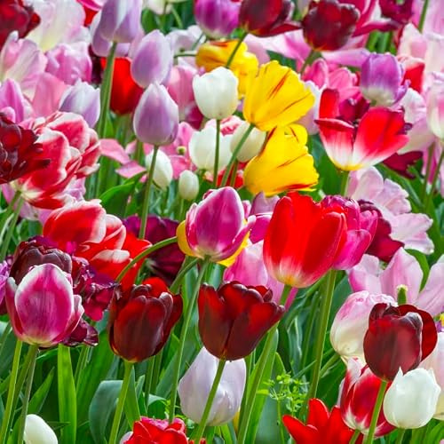 Tulpe Triumph Mischung | 10 Stück | Blumenzwiebel | Schnittblume | Gemischt | 100% Blütegarantie | QFB Gardening | Tulpenzwiebeln