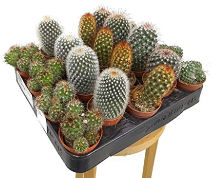 PACK 24 CACTUS VARIADOS M5 EN CACTUS NATURALES PEQUEÑOS MACETA 5CM DIAMETRO