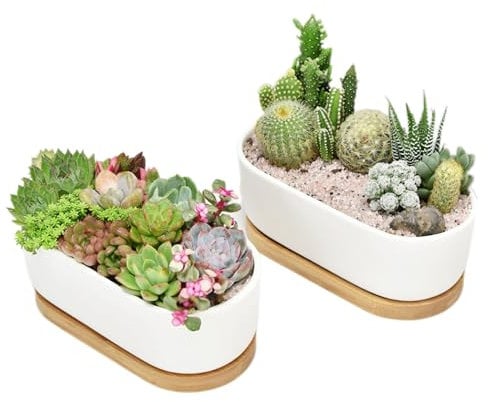Irunfast 2 vasi per piante grasse in ceramica bianca, vasi per cactus con vassoio in bambù, vasi per cactus per interni ed esterni, piccoli vasi ovali per ufficio, hotel, decorazione della casa
