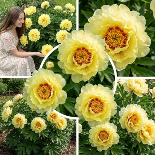 FLORIUM Pfingstrose Bartzella (Itoh) - Pfingstrosen Pflanzen Winterhart (1 Wurzel) Mehrjährige Staude - Pflanze aus Holland für Garten und Topf (kein Samen, Zwiebeln, nicht künstlich)