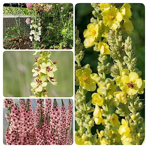 100 Stücke Königskerze Samen Mehrjährig, Frühlingsblumen, Balkon Pflanzen (Verbascum Thapsus) Königskerze Samen, Gartendeko Für Draußen Steingartenpflanzen Winterhart Winterharte Pflanzen