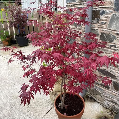 Japanese Purple Maple Tree, Acer Palmatum Atropurpureum Plant in a 9cm Pot 3fatpigs®