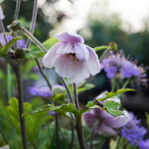 Anemone 'Ruffled Swan', White Blooms with Lavender-Blue Reverse, Perennial, Late Summer Flowers, Autumn Blooms, Wildlife Garden Plant, Borders, Woodland Garden, 1 x 3 Litre Pot by Thompson and Morgan