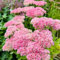 fetthenne pflanze samen einfacher Anbau bodendecker winterhart mehrjährig Seltene Pflanzen Serie Zierblumen Duftend blumensamen blumen samen herbstblumen heilpflanzen stauden flower 100pcs
