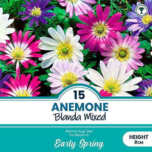 15 x Anemone Blanda Mixed – RHS Award of Garden Merit – Perennial – Daisy Like Flowers – Grecian Windflower – for Your Beautiful Garden