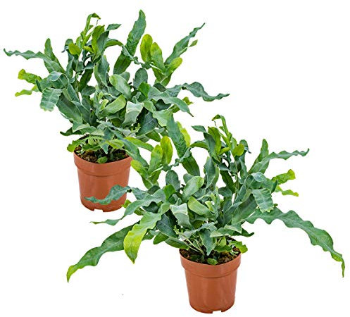 Bloomique - 2er Set - Phlebodium Blue Star - Goldtüpfelfarn - Zimmerpflanzen - Pflegeleicht - Luftreinigend - Höhe 20-30 cm - Topf 12 cm