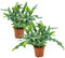 Bloomique - 2er Set - Phlebodium Blue Star - Goldtüpfelfarn - Zimmerpflanzen - Pflegeleicht - Luftreinigend - Höhe 20-30 cm - Topf 12 cm