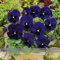 ADB Inc Viola zzero gigante Erbe Trinity Rich Deep Blue viola del pensiero, con un nero macchia Semi, pacchetto originale, 30 semi (Viola zzero 4 Pack)