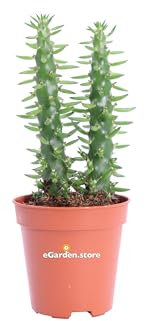 Pianta di Austrocylindropuntia Subulata Pianta di Opuntia Subulata pianta grassa da esterno o interno cactus vero pianta ornamentale venduta da eGarden.store