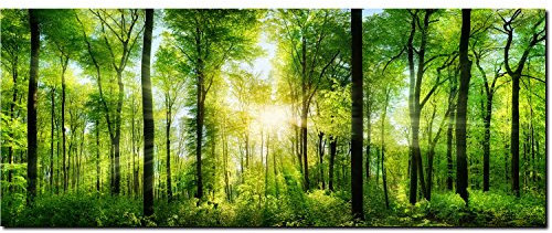 DekoGlas Glasbild Bild Aus Glas Echtglas Wandbild Wanddeko 3D Druck 125 x 50 cm Wald