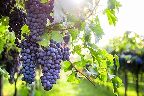 Weintraube Regent – Süße, blaue Weintraube 60-100 cm | Vitis Weinrebe im 2-Liter-Topf | Kräftiger Wuchs & Pilzresistent