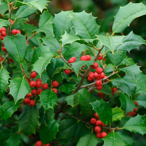 Amerikanische Stechpalme, Ilex opaca, Baum Samen (Auffällige Fragrant Hardy Evergreen) 30 : Seeds Only