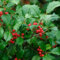 Amerikanische Stechpalme, Ilex opaca, Baum Samen (Auffällige Fragrant Hardy Evergreen) 30 : Seeds Only