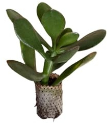 10 pezzi piante grasse Ovata Sunset - Crassula Hybrida (in alveolo)