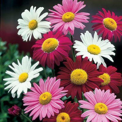 Pack x6 Pyrethrum Painted Daisy 'Single Mixed' Perennial Garden Plug Plants