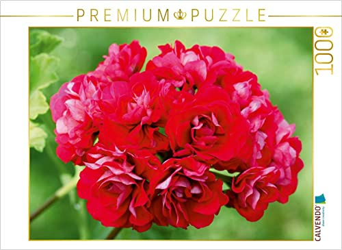 CALVENDO Puzzle Pelargonien Zauber - Pelargonium Pink Rambler | 1000 Teile Lege-Größe 64 x 48 cm Foto-Puzzle für glückliche Stunden