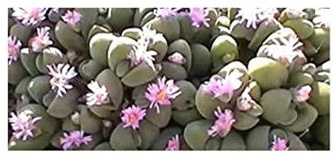 Seeds & Plants Shop by Ipsa Stk - 20x Gibbaeum velutinum Pink Sukkulenten Zimmer Garten Pflanzen Samen B1528 Samenbank Pfullingen Patrik