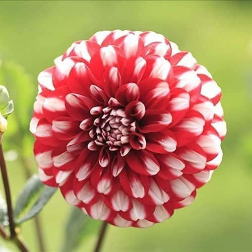 5 Piezas De Bulbos De Dalia Fragancia Fuerte Variedad De Nivel De Entrada Raíz De Rizoma Floreada Agradable Adición A Tu Jardín Color único