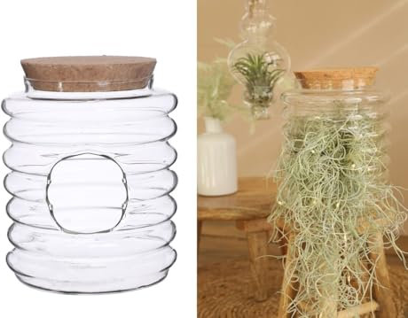 NaDeco Glas-Terrarium mit Korken wählbar in Zwei Größen | Flaschengarten | Pflanzenterrarium | Glasvase | Pflanzenglas | Glas-Terrarium | Dekovase | Dekoglas mit Korken | Glasdeko, Größe:Ø13.5 h.16cm