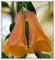 4: Neue Seltene 300 Teile/beutel Chilenische Glockenblume (Lapageria rosea) Samen, immergrün, dauerhafte, teil schatten, DIY garten blume pflanze