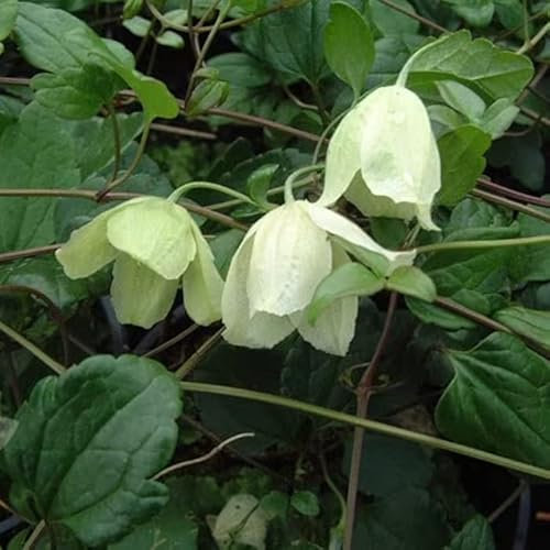 Plant Theory 60cm Cane Clematis Cirrhosa Wisley Cream White Flowering Vine Climbing Plant 3L Pot