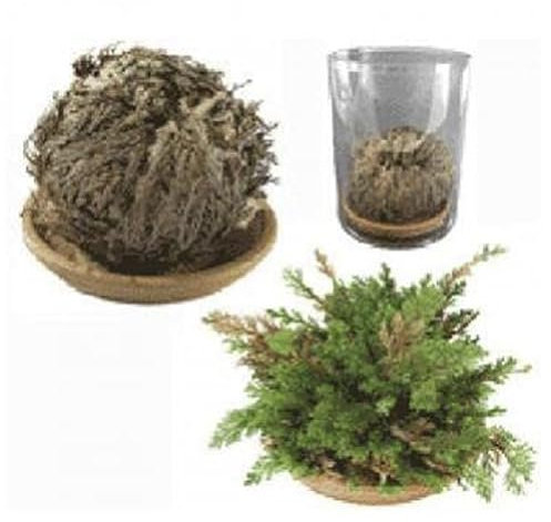 5 Rosenpflanzen von Jericho in Geschenkbox aus PVC - mit Untertasse aus Terrakotta und Pergament Selaginella Lepidophylla Jerico Jerico Jerico