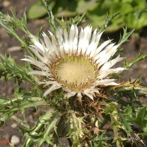 Carlina acaulis – Winterhart, Mehrjährig, Pflegeleicht – Silberdistel – Staude für Steingarten & Beet