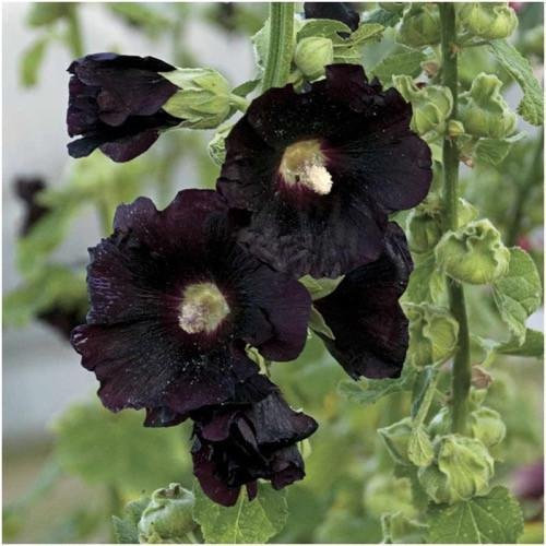 Pacchetto di 300 semi, Malvarosa nera semi Nigra (Alcea rosea)